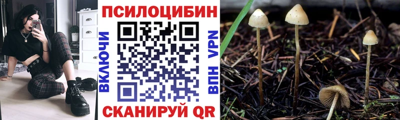 kraken сайт  Дербент  Галлюциногенные грибы Psilocybe 